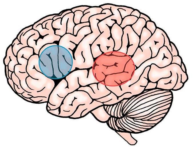 Illustrasjon av hjernen med lokalisering av hhv Brocas område i blått og Wernickes område i rødt.