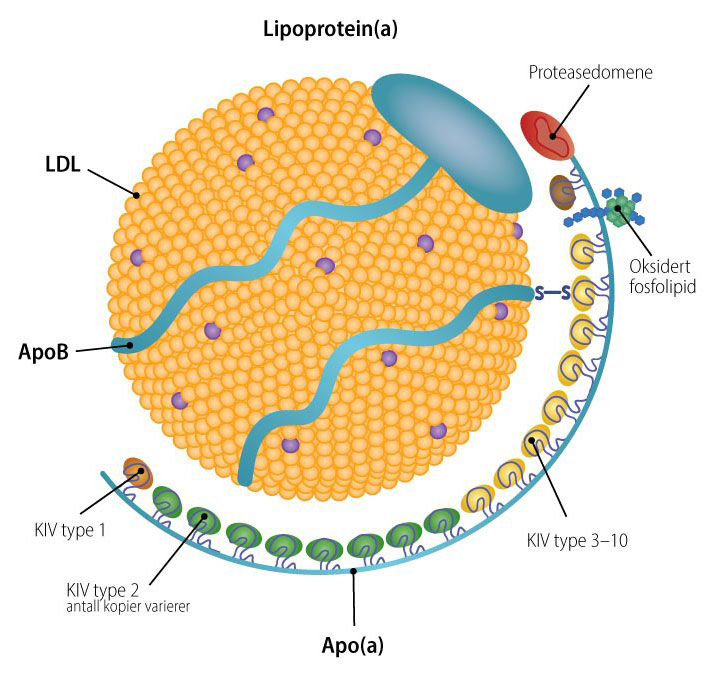 Lipoprotein(a).jpg