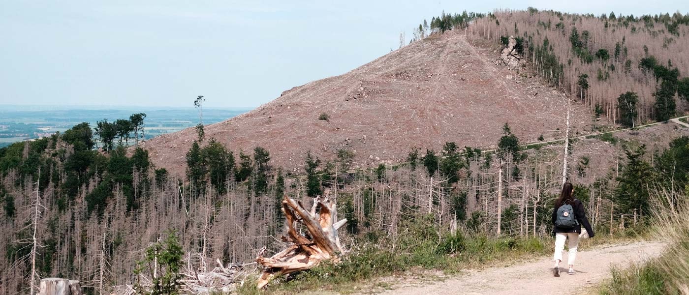 Hjerteskjærende skader fra tørke og den påfølgende barkbilleplagen i Tyskland.