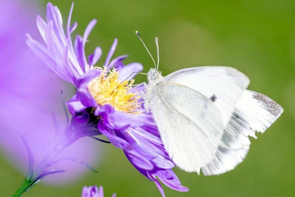 Sommerfugl på blomst